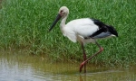 Stork far eastern